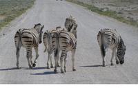 Namibia, Etoscha NP, Zebras