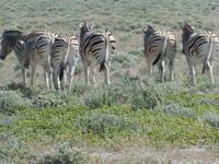 Namibia, Etoscha NP, Zebras