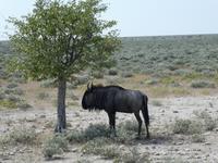 Namibia, Etoscha NP, Gnu