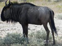 Namibia, Etoscha NP, Gnu
