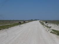 Namibia, Etoscha NP, Strausse