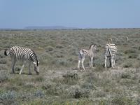 Namibia, Etoscha NP, Zebras