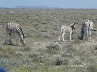 Namibia, Etoscha NP, Zebras