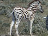 Namibia, Etoscha NP, Zebra