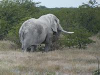 Namibia, Etoscha NP, Elefant