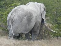Namibia, Etoscha NP, Elefant