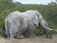 Namibia, Etoscha NP, Elefant