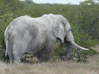 Namibia, Etoscha NP, Elefant