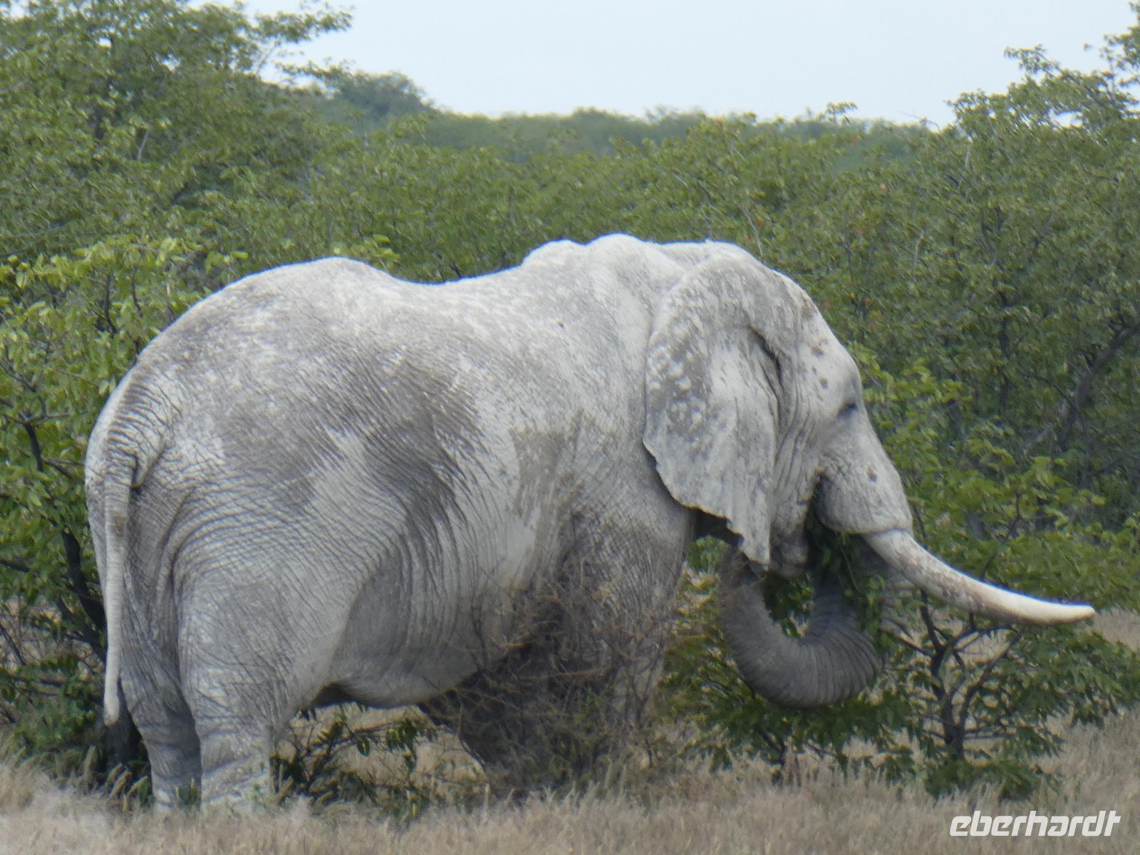 Namibia, Etoscha NP, Elefant
