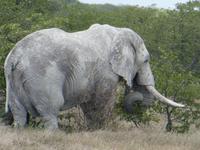 Namibia, Etoscha NP, Elefant