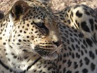 Namibia, Hammerstein Lodge, Leopard