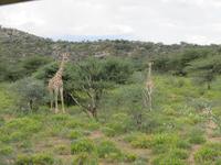 Game Drive Giraffen