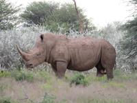 Game Drive Nashorn