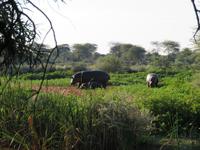 Mount Etjo Hippos