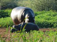 Mount Etjo Hippos