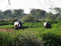 Mount Etjo Hippos