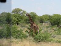 Etosha Giraffe