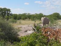 Etosha erster und einziger Elefant