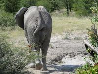 Etosha Elefanten Po