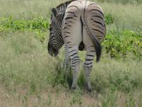 Etosha Zebra Po
