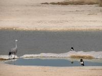 Etosha