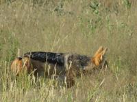 Etosha Schakal