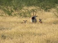 Etosha Oryx Familie