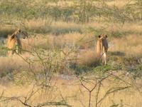 Etosha Löwen