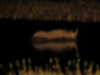 Nachts am Wasserloch