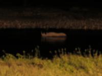 Nachts am Wasserloch