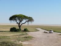 Etosha Schirmakazie
