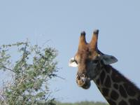 Etosha Giraffe