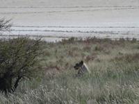 Etosha Löwin