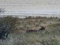 Etosha Löwin