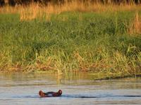 Hippo bei der Bootsfahrt