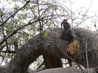 Caprivi Dorf Medizin Mann