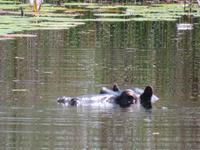 Flußwanderung mit Hippe