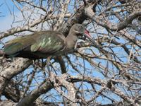 Vöglechen am Kavango