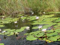 Bootsfahrt Kwando Delta