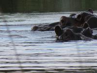 Hippos beobachten uns