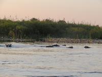 Chobe Hippos