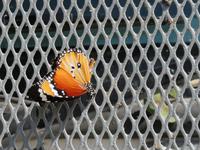 der Arme klebt am Truck