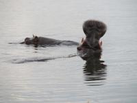 Chobe gähnendes Hippo