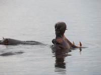 Hippos dieeese Zähne