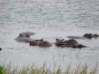 Chobe Hippos