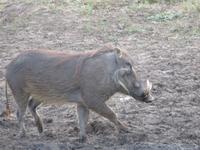 noch ein Warzenschwein