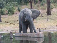 Chobe NP Eli am Wassserloch