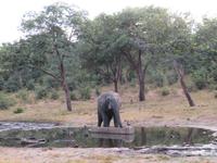 Chobe NP Eli am Wassserloch