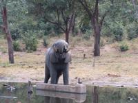 Chobe NP Eli am Wassserloch