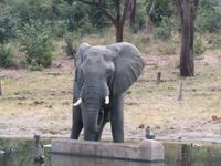 Chobe NP Eli am Wassserloch